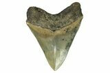 Serrated, Fossil Megalodon Tooth - Indonesia #279195-2